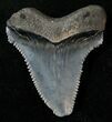 Serrated Angustidens Tooth - Megalodon Ancestor #17285-1